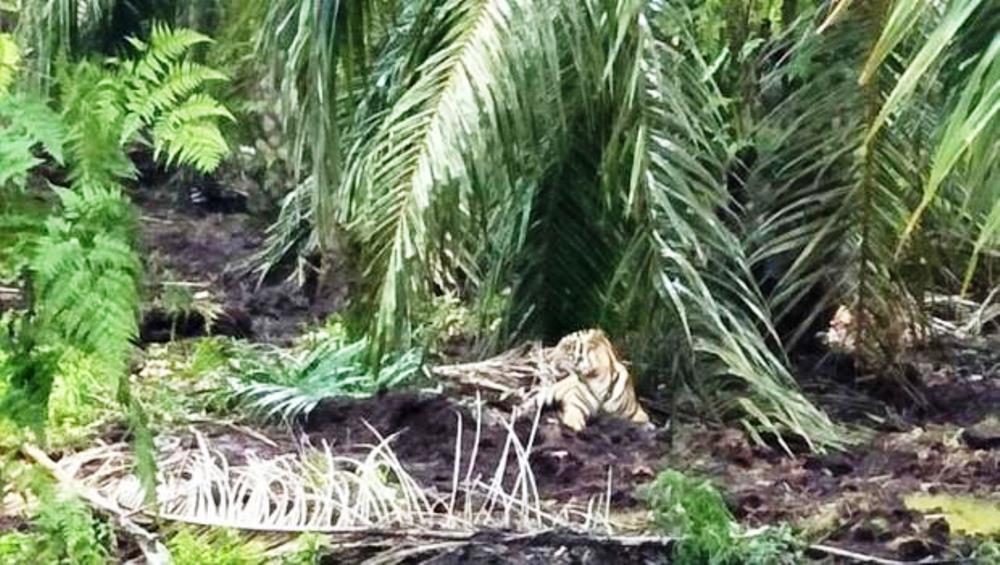 Jejak-jejak Harimau Bonita Terlacak oleh Pawang Cantik dari Kanada