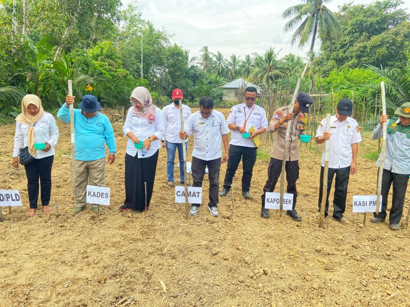 Polres Kuantan Singingi Dorong Ketahanan Pangan, Lahan Desa Pulau Kijang Disulap Jadi Kebun Jagung Pipil Produktif