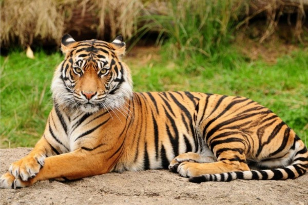 Cerita Katemin Lolos dari Serangan Harimau Setelah Saling Berhadapan, Ini yang Diucapkannya