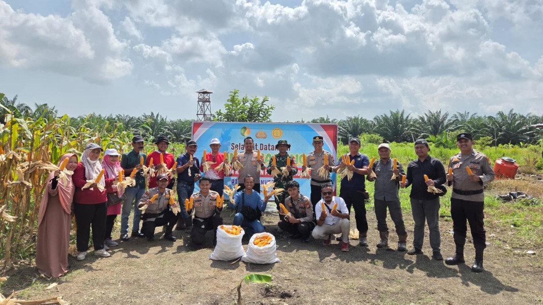 Polsek Kateman Bersama Forkopimcam dan PT Oscar Investama Gelar Panen Jagung, Dukung Program Asta Cita Ketahanan Pangan Nasional