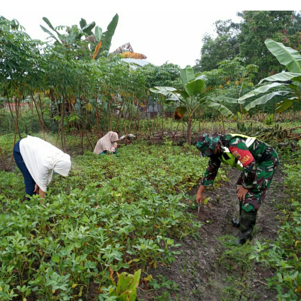 Terjun Dalam Perawatan Kacang Tanah, Serda Harmilus Bantu Penani Bersihkan Rumput