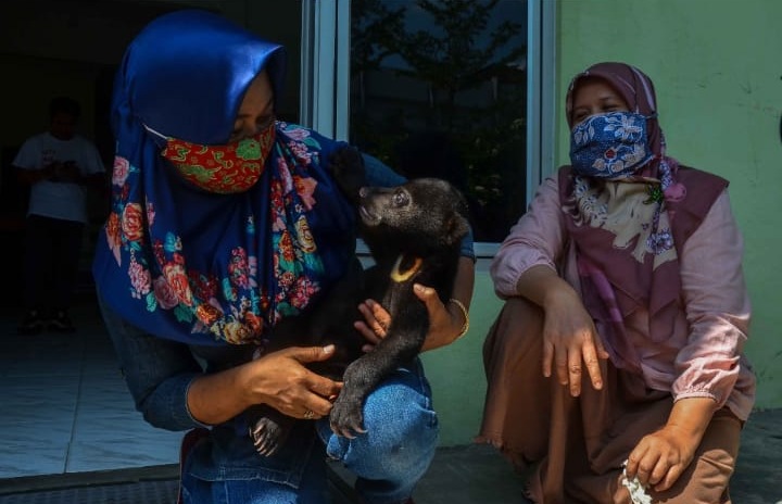 Tak Bisa Jalan, Anak Beruang Madu di Inhu Dievakuasi BBKSDA Riau