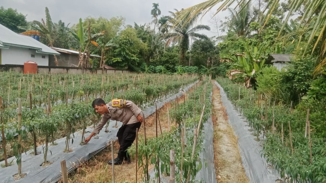 Dukung Ketahanan Pangan Nasional, Bhabinkamtibmas Polsek Seberida Sambangi Petani Cabai di Desa Beligan