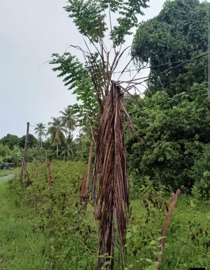Di Natuna! Masyarakat Desa Batu Gajah Menderita Kualitas Fasilitas PLN yang Buruk