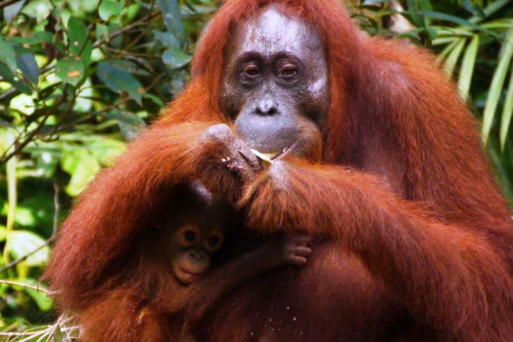 Mirip Manusia, Orangutan Juga Gunakan 'Balsam' untuk Redakan Pegal