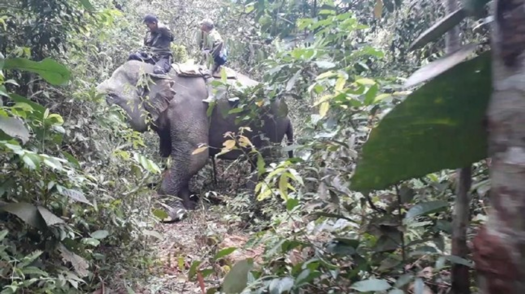 Konflik Antar Gajah Jadi Kendala Penggiringan Gajah Liar di Riau