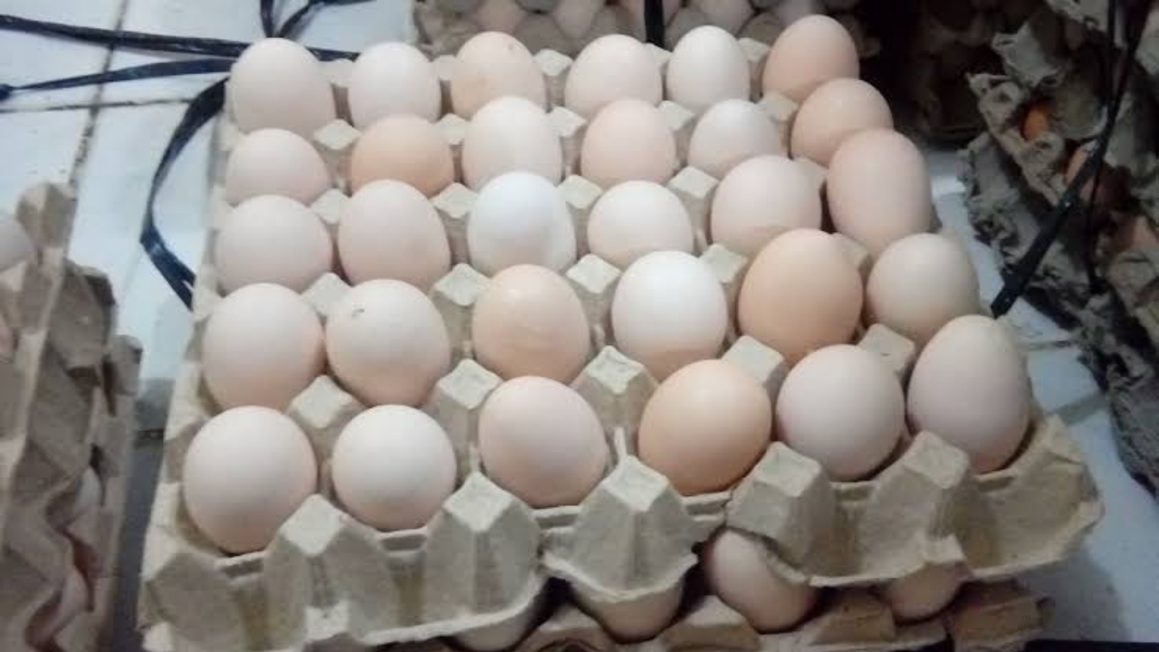 Telur Ayam Infertil Dilarang Dijual di Pasar, Tak Layak Konsumsi? 