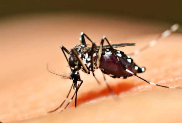 Musim Penghujan Dinkes Natuna Imbau Waspadai DBD dan Jaga Kebersihan Rumah