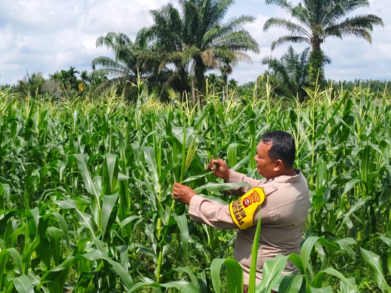 Bhabinkamtibmas Kelurahan Pangkalan Kasai Aktif Dukung Ketahanan Pangan Nasional Lewat Budidaya Jagung