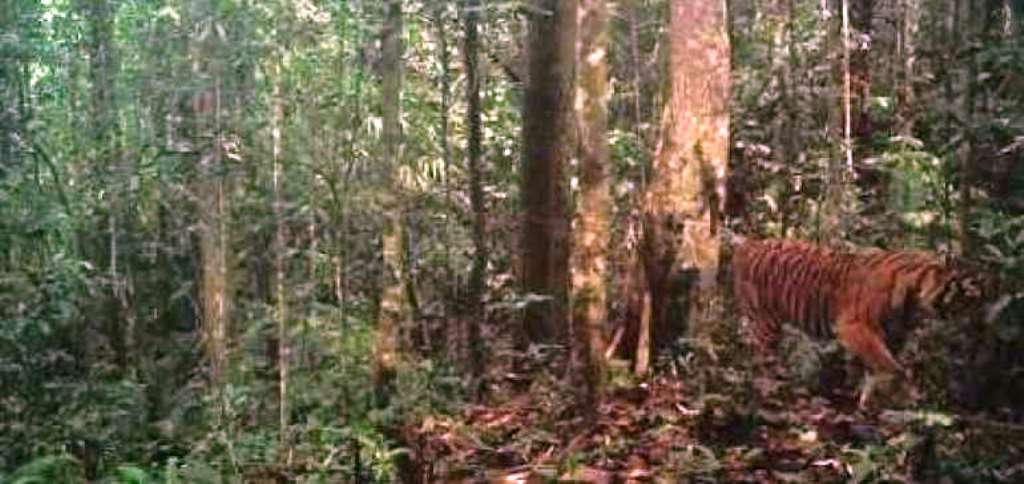 BBKSDA dan WWF Tunjukkan Video Harimau Bersama 4 Anaknya Berlokasi di Riau