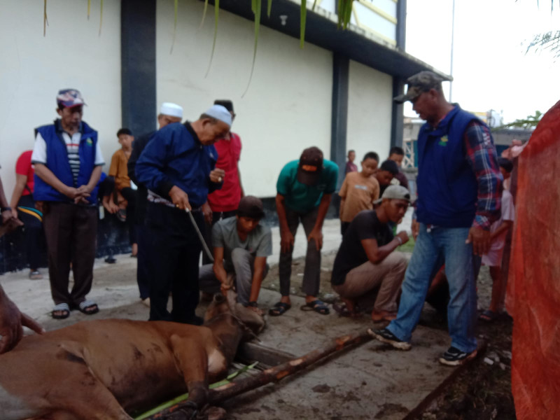 Mesjid Besar Al Falah Sembelih 12 Ekor Sapi