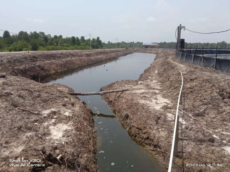 Limbah Tambak  Udang Di Desa Suka Damai Yang Di Buang Di Sungai Sangat Meresahkan Para Nelayan Sekitar