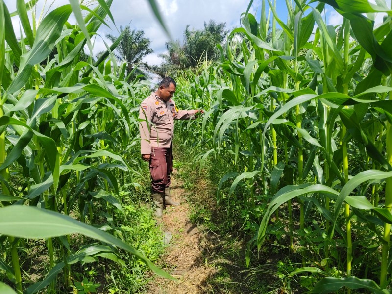 Dorong Ketahanan Pangan: Bhabinkamtibmas Dampingi Warga Budidaya Jagung di Pangkalan Kasai