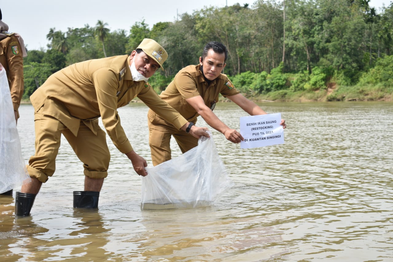 Tabur 120 Ribu Benih Ikan di Sungai Kuantan, Wabup Kuansing Apresiasi Diskan Riau