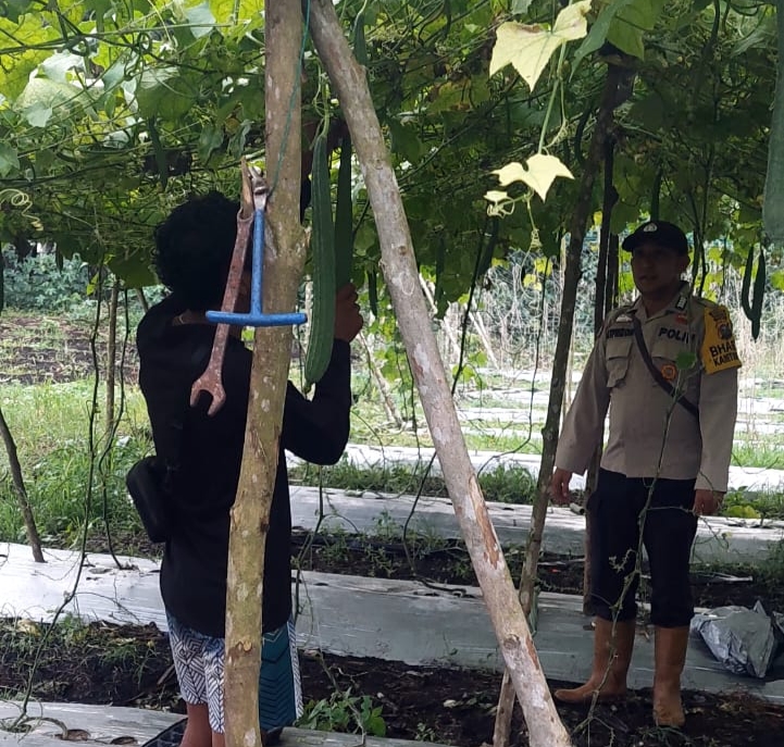 Bripka Afrizon Sambangi Warga Tanam Gambas, Dorong Ketahanan Pangan Keluarga di Beringin Jaya