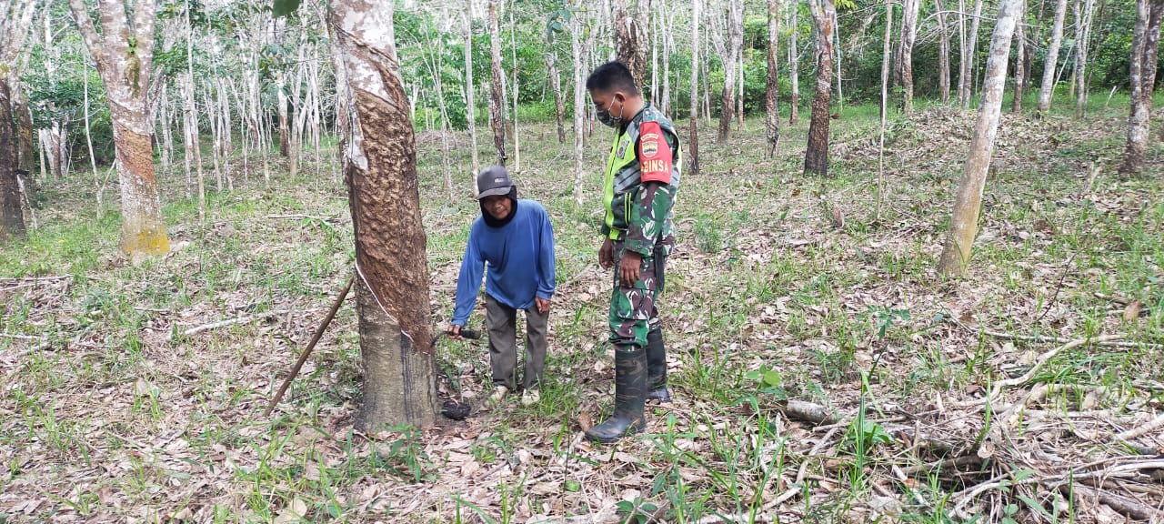 Akhir Pekan Serda Rico Kunjungi Petani Karet Berikan Alternatif Pohon yang Rusak