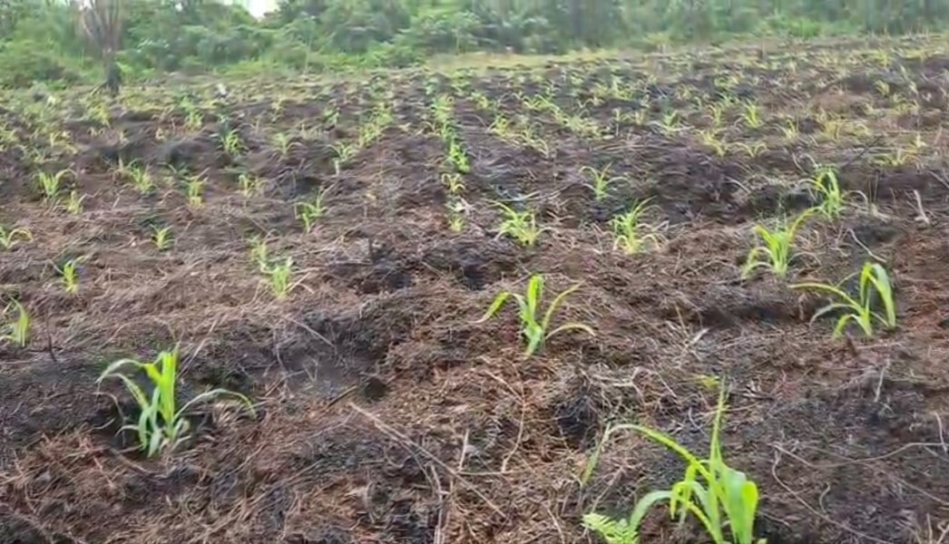 Bhabinkamtibmas Polsek Teluk Belengkong Pantau Lahan Jagung, Wujud Nyata Dukung Swasembada Pangan